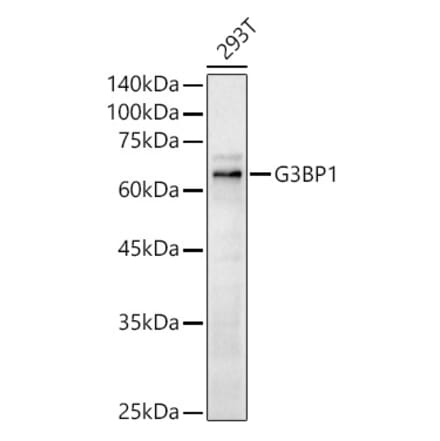 Western Blot - Anti-G3BP Antibody (A90896) - Antibodies.com