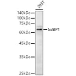 Western Blot - Anti-G3BP Antibody (A90896) - Antibodies.com