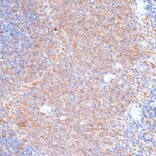 Immunohistochemistry - Anti-G3BP Antibody (A90896) - Antibodies.com