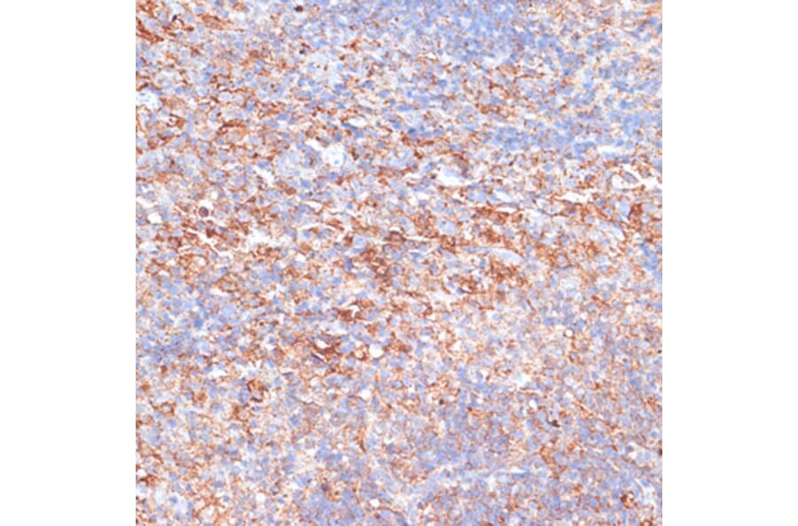 Immunohistochemistry - Anti-G3BP Antibody (A90896) - Antibodies.com