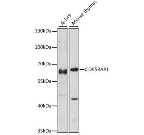 Western Blot - Anti-CDK5RAP1 Antibody (A90897) - Antibodies.com