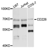 Western Blot - Anti-CD226 Antibody (A13398) - Antibodies.com