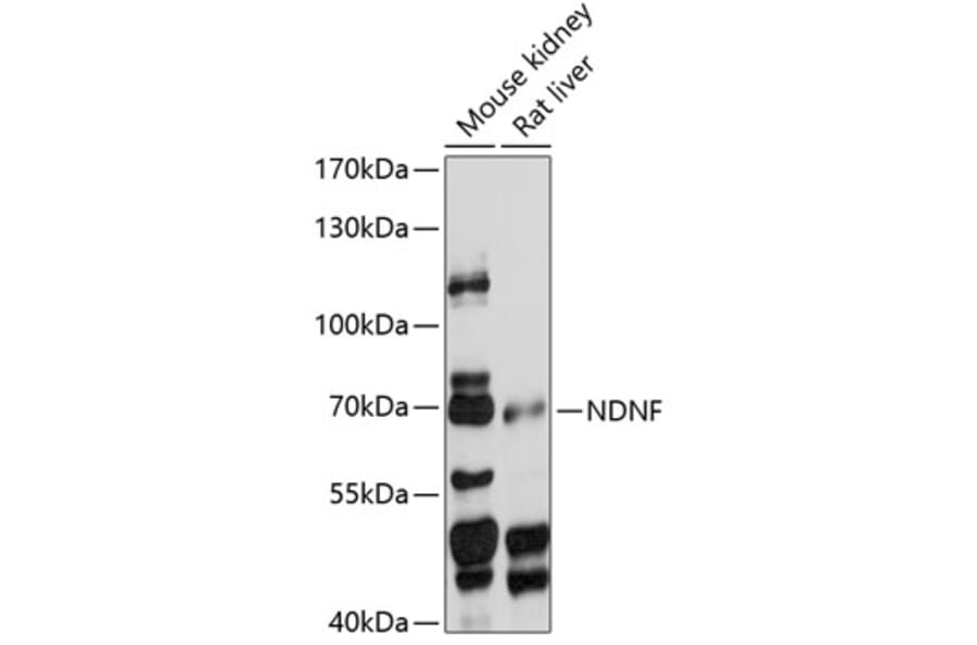 Western Blot - Anti-NDNF Antibody (A90899) - Antibodies.com