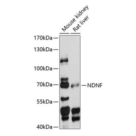 Western Blot - Anti-NDNF Antibody (A90899) - Antibodies.com