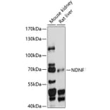 Western Blot - Anti-NDNF Antibody (A90899) - Antibodies.com