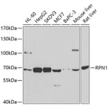 Western Blot - Anti-Ribophorin I Antibody (A90900) - Antibodies.com
