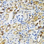 Immunohistochemistry - Anti-Ribophorin I Antibody (A90900) - Antibodies.com