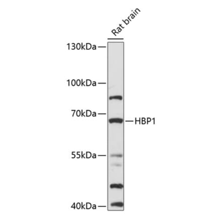 Western Blot - Anti-HBP1 Antibody (A90902) - Antibodies.com