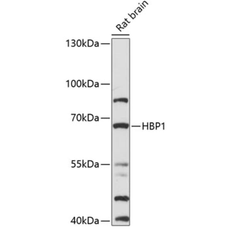 Western Blot - Anti-HBP1 Antibody (A90902) - Antibodies.com