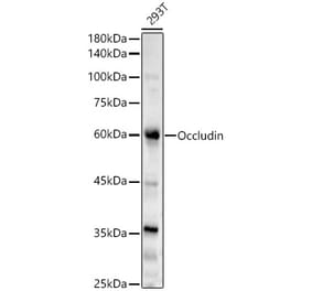 Western Blot - Anti-Occludin Antibody (A90904) - Antibodies.com