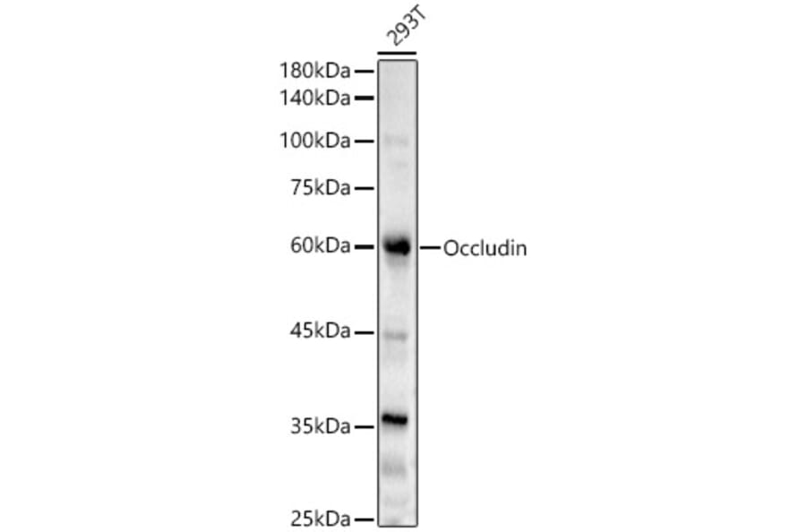 Western Blot - Anti-Occludin Antibody (A90904) - Antibodies.com