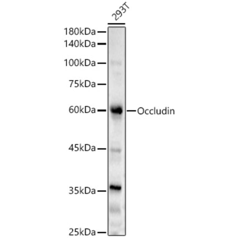 Western Blot - Anti-Occludin Antibody (A90904) - Antibodies.com