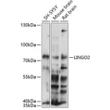 Western Blot - Anti-LINGO2 Antibody (A90907) - Antibodies.com