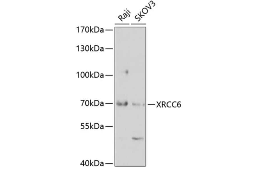 Western Blot - Anti-XRCC6 Antibody (A2076) - Antibodies.com