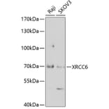 Western Blot - Anti-XRCC6 Antibody (A2076) - Antibodies.com