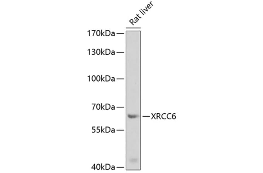 Western Blot - Anti-XRCC6 Antibody (A2076) - Antibodies.com