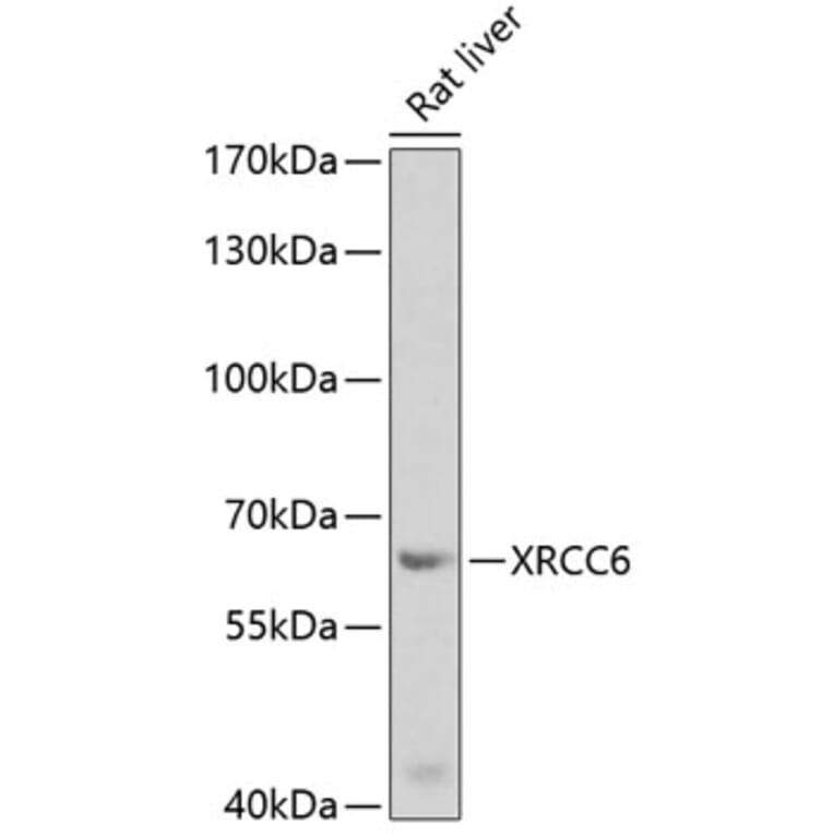 Western Blot - Anti-XRCC6 Antibody (A2076) - Antibodies.com