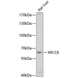 Western Blot - Anti-XRCC6 Antibody (A2076) - Antibodies.com
