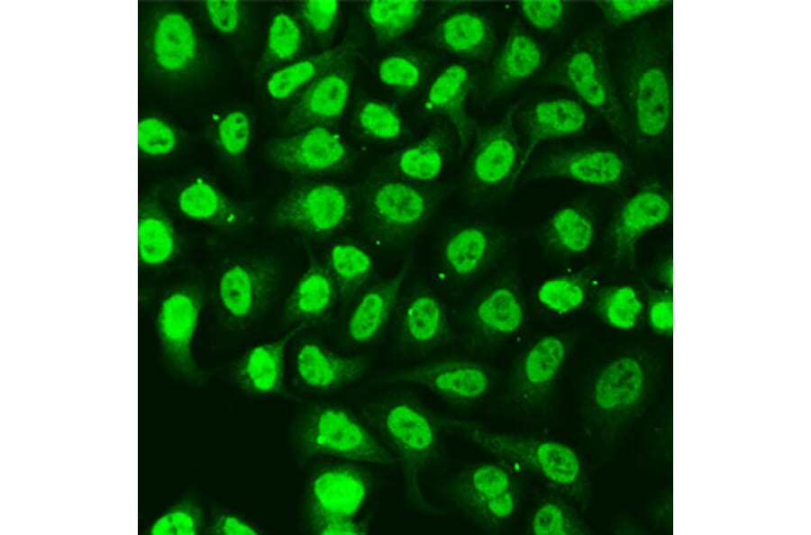 Immunofluorescence - Anti-XRCC6 Antibody (A2076) - Antibodies.com