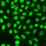 Immunofluorescence - Anti-XRCC6 Antibody (A2076) - Antibodies.com