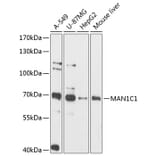 Western Blot - Anti-MAN1C1 Antibody (A90911) - Antibodies.com