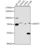 Western Blot - Anti-ZNF677 Antibody (A90912) - Antibodies.com