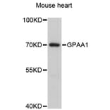Western Blot - Anti-GPAA1 Antibody (A13853) - Antibodies.com