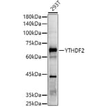 Western Blot - Anti-YTHDF2 Antibody (A90915) - Antibodies.com