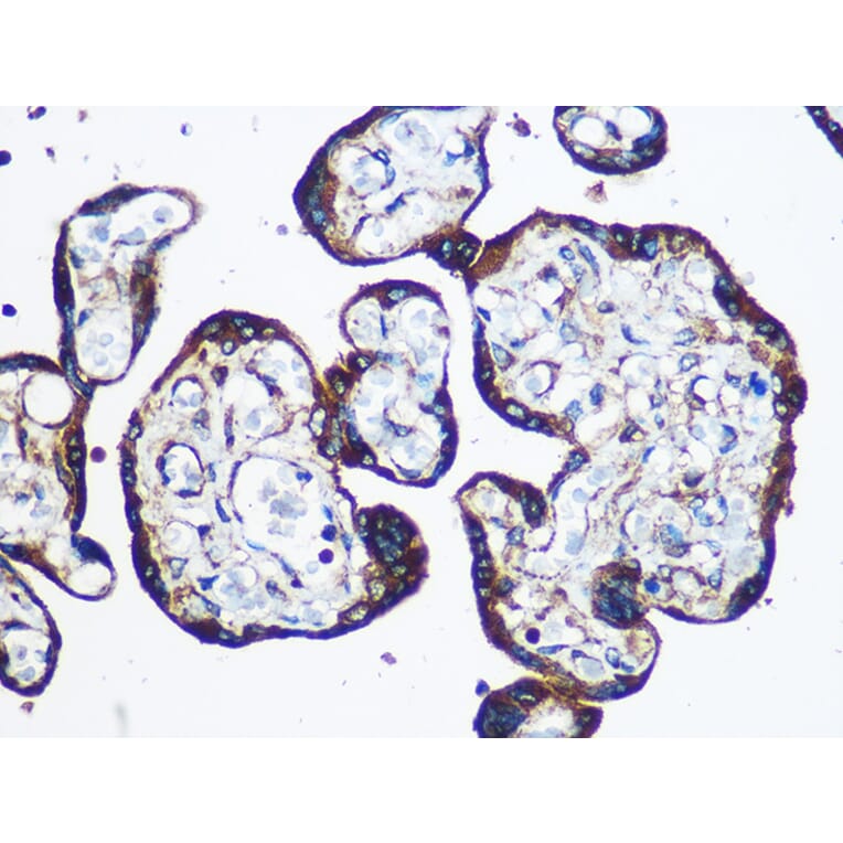 Immunohistochemistry - Anti-YTHDF2 Antibody (A90915) - Antibodies.com