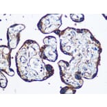 Immunohistochemistry - Anti-YTHDF2 Antibody (A90915) - Antibodies.com