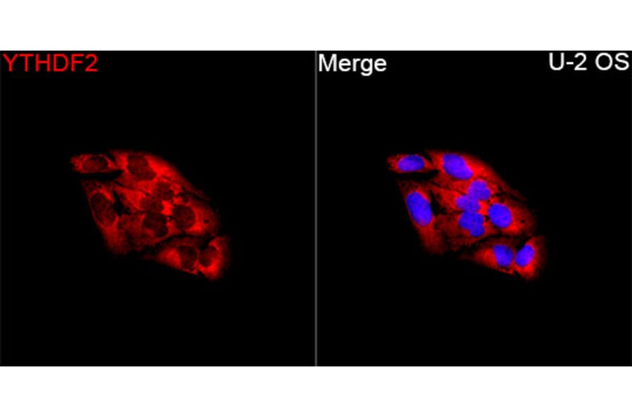 Immunofluorescence - Anti-YTHDF2 Antibody (A90915) - Antibodies.com