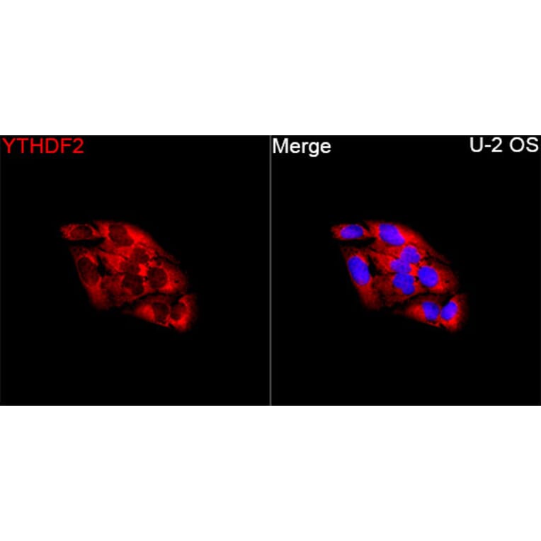 Immunofluorescence - Anti-YTHDF2 Antibody (A90915) - Antibodies.com
