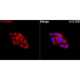 Immunofluorescence - Anti-YTHDF2 Antibody (A90915) - Antibodies.com