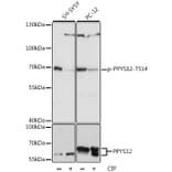 Western Blot - Anti-CRMP2 (phospho Thr514) Antibody (A90916) - Antibodies.com