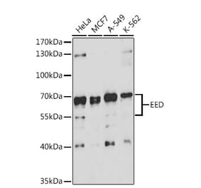 Western Blot - Anti-EED Antibody (A90917) - Antibodies.com