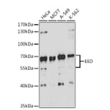 Western Blot - Anti-EED Antibody (A90917) - Antibodies.com