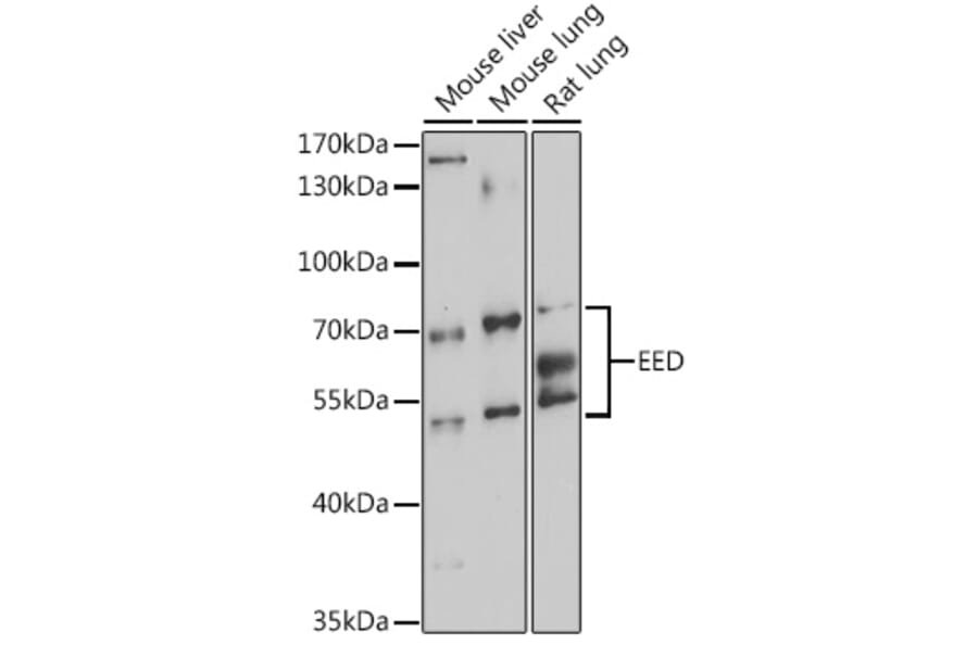 Western Blot - Anti-EED Antibody (A90917) - Antibodies.com