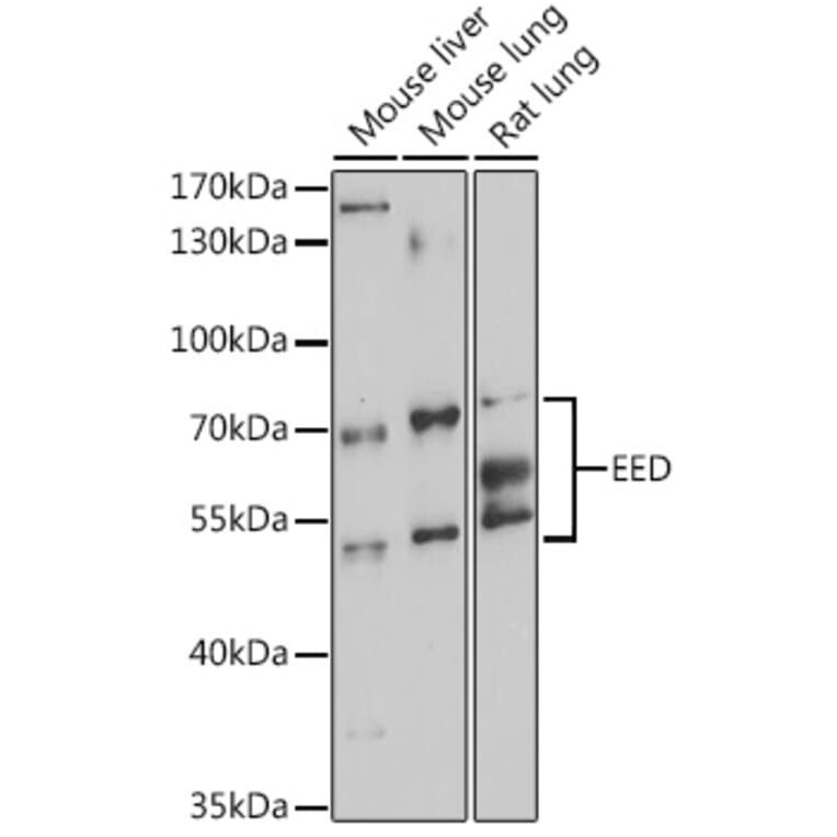Western Blot - Anti-EED Antibody (A90917) - Antibodies.com