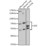 Western Blot - Anti-EED Antibody (A90917) - Antibodies.com
