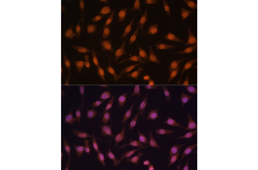 Immunofluorescence - Anti-EED Antibody (A90917) - Antibodies.com