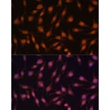 Immunofluorescence - Anti-EED Antibody (A90917) - Antibodies.com