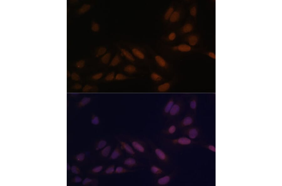 Immunofluorescence - Anti-EED Antibody (A90917) - Antibodies.com