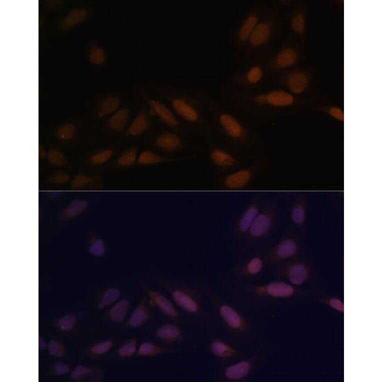 Immunofluorescence - Anti-EED Antibody (A90917) - Antibodies.com