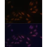 Immunofluorescence - Anti-EED Antibody (A90917) - Antibodies.com