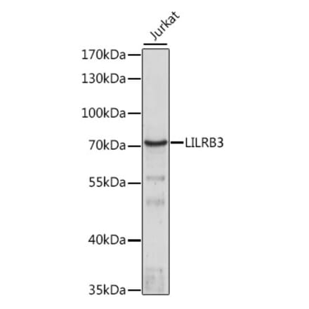 Western Blot - Anti-LILRB3 Antibody (A90918) - Antibodies.com
