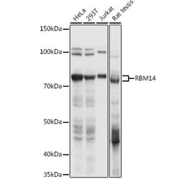 Western Blot - Anti-RBM14 Antibody (A90920) - Antibodies.com