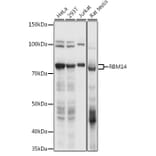 Western Blot - Anti-RBM14 Antibody (A90920) - Antibodies.com