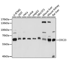 Western Blot - Anti-Cdc23 Antibody (A90921) - Antibodies.com