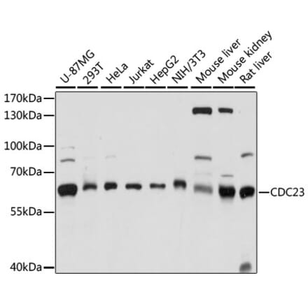 Western Blot - Anti-Cdc23 Antibody (A90921) - Antibodies.com