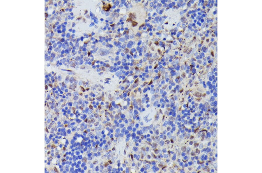 Immunohistochemistry - Anti-Cdc23 Antibody (A90921) - Antibodies.com